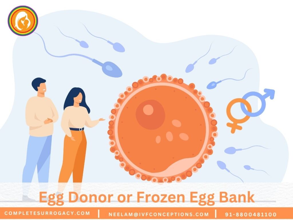 Egg Donor or Frozen Egg Bank: Comparing Your Fertility Choices